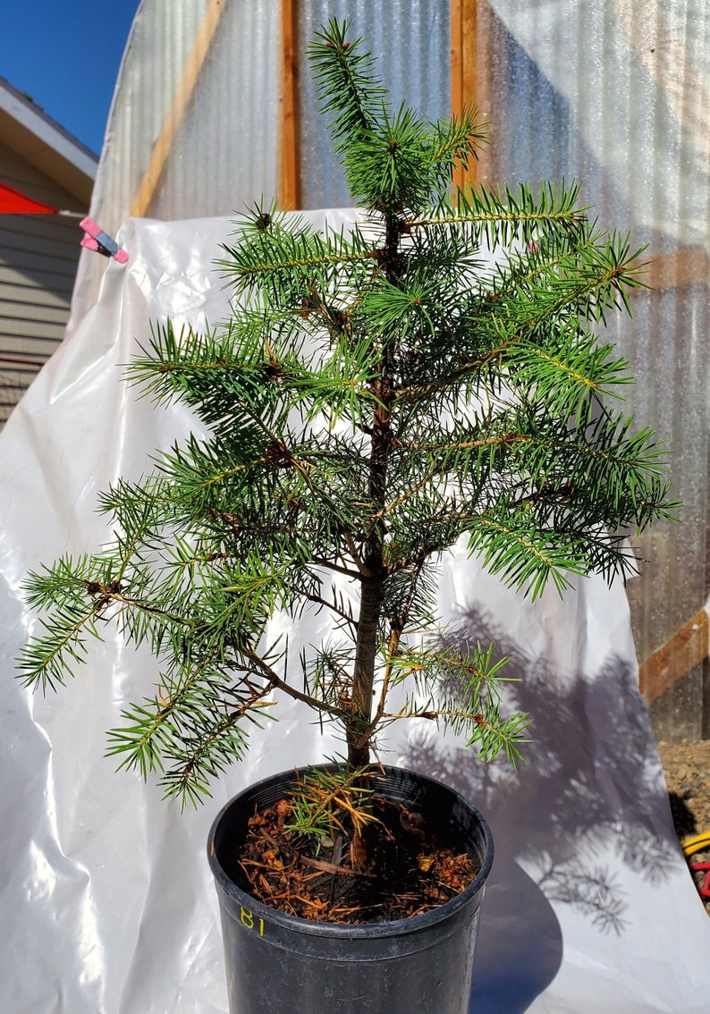 Rocky Mountain Douglas-fir. Pseudotsuga Menziesii. Live in Gallon Nursery Pot Ready for Landscaping, Yard and Christmas Trees. image 2