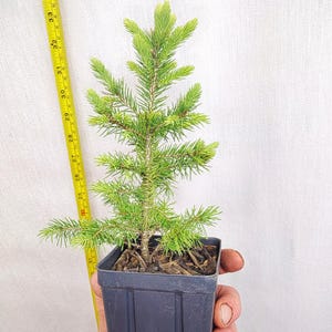 May include: A small evergreen tree in a black plastic pot. The tree has bright green needles and is approximately 34 inches tall. A yellow measuring tape is next to the tree. The tree is held by a person.