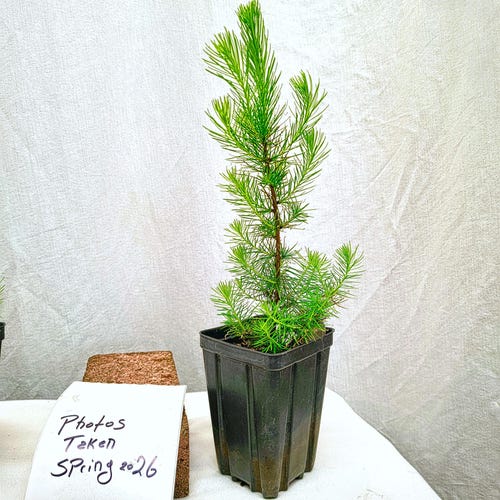 Tamarack (Alerce americano oriental) en maceta pequeña, listo para plantar en el jardín. Larix laricina. Plántula. Árbol joven.