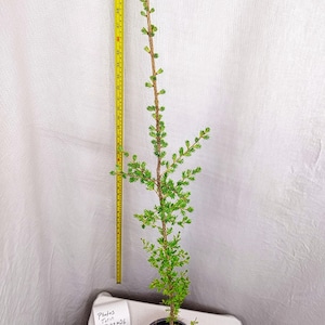May include: A young, potted tree with vibrant green needles and a slender trunk. A yellow measuring tape stands next to the tree, showing a height of approximately 43 inches. The tree is in a black pot, set against a white backdrop.