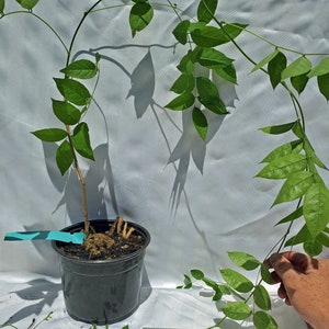 Blue Moon Wisteria Macrostachya in Nursery Pot. Live tree for landscape or bonsai.