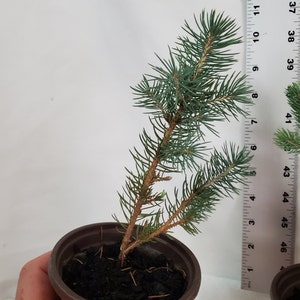 Colorado Blue Spruce tree in a 3 inch nursery pot. Picea pungens. Great for landscaping, yards and Christmas trees. image 4