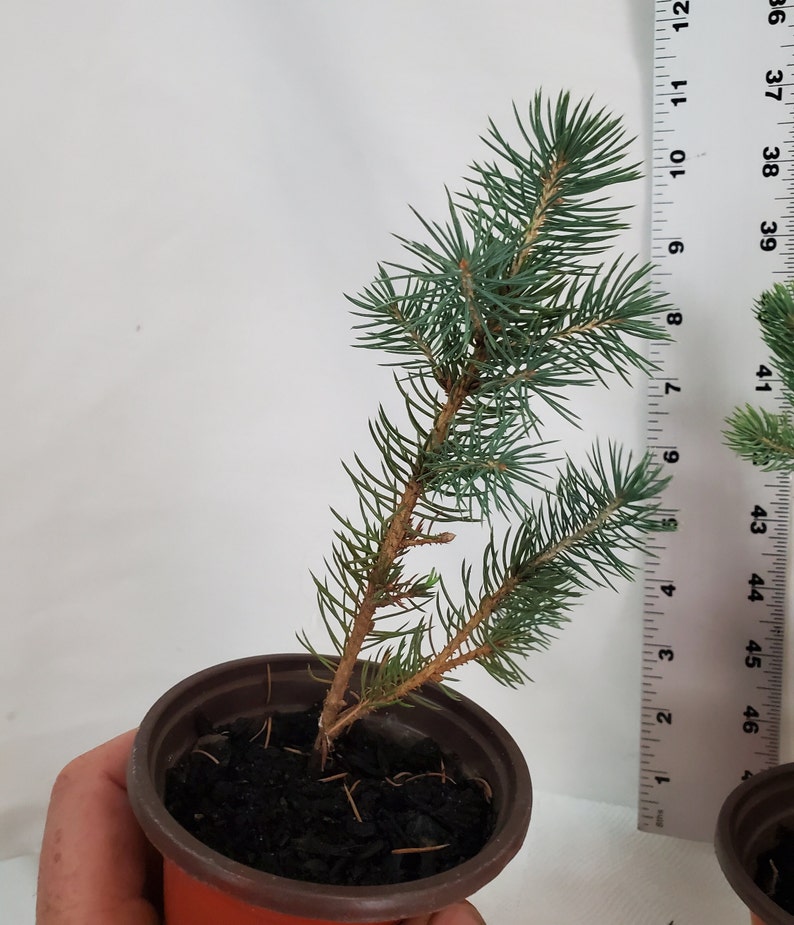 Colorado Blue Spruce tree in a 3 inch nursery pot. Picea pungens. Great for landscaping, yards and Christmas trees. image 4