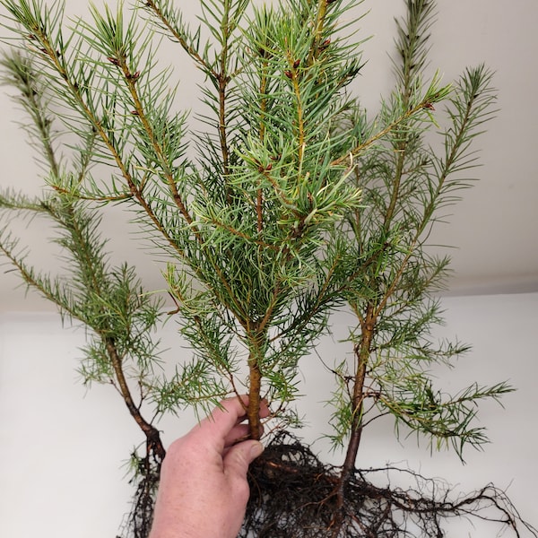 3 pack 18 inch Bare Root Rocky Mountain Douglas-fir Trees. Pseudotsuga Menziesii. Great for Landscaping, Yards and Christmas Trees.