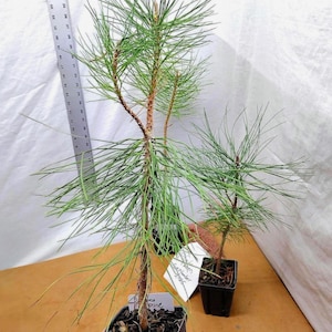 Ponderosa Pine 2 year old tree in nursery pot. Western Yellow. Pre Bonsai. Landscape. Pinus ponderosa.