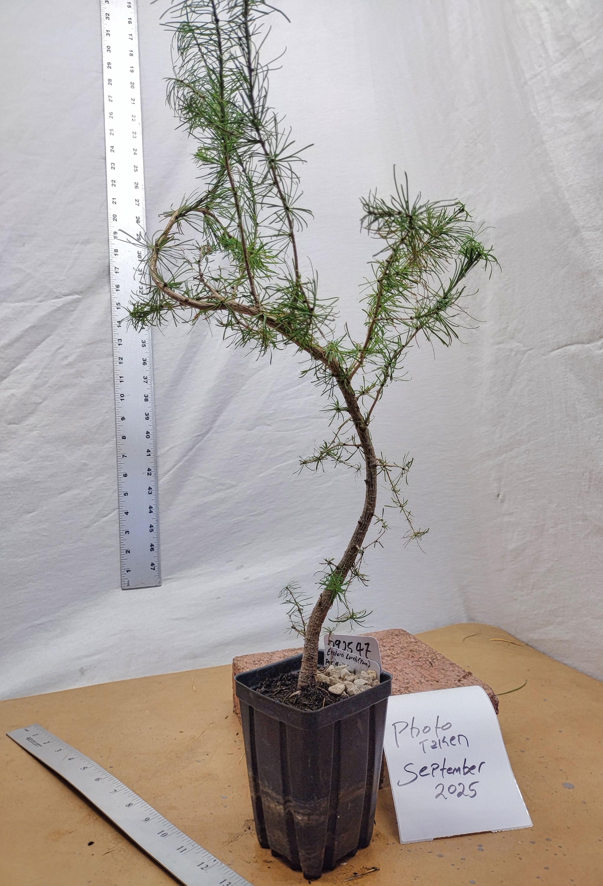 Tamarack Bonsai Tree Larix Laricina. Eastern American Larch. ACTUAL TREE  PICTURED. Tag #092547 - Etsy