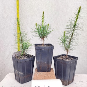 May include: Three small evergreen trees in black square pots. One tree is measured with a yellow ruler, showing a height of approximately 22 inches. A handwritten label reads "Photos Taken Spring 2026".