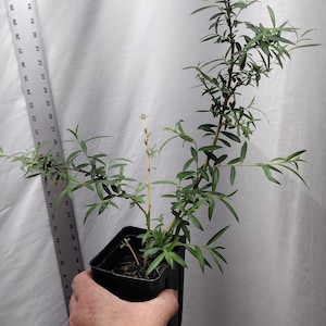Live Weeping Willow Tree Rooted in Nursery Pot. Salix Babylonia. Silver Willow.