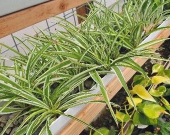 2 Variegated Baby Spider Plant Pups. Chlorophytum Comosum. Airplane. Ivy. Ribbon. Dangler. Lily. -Free Shipping