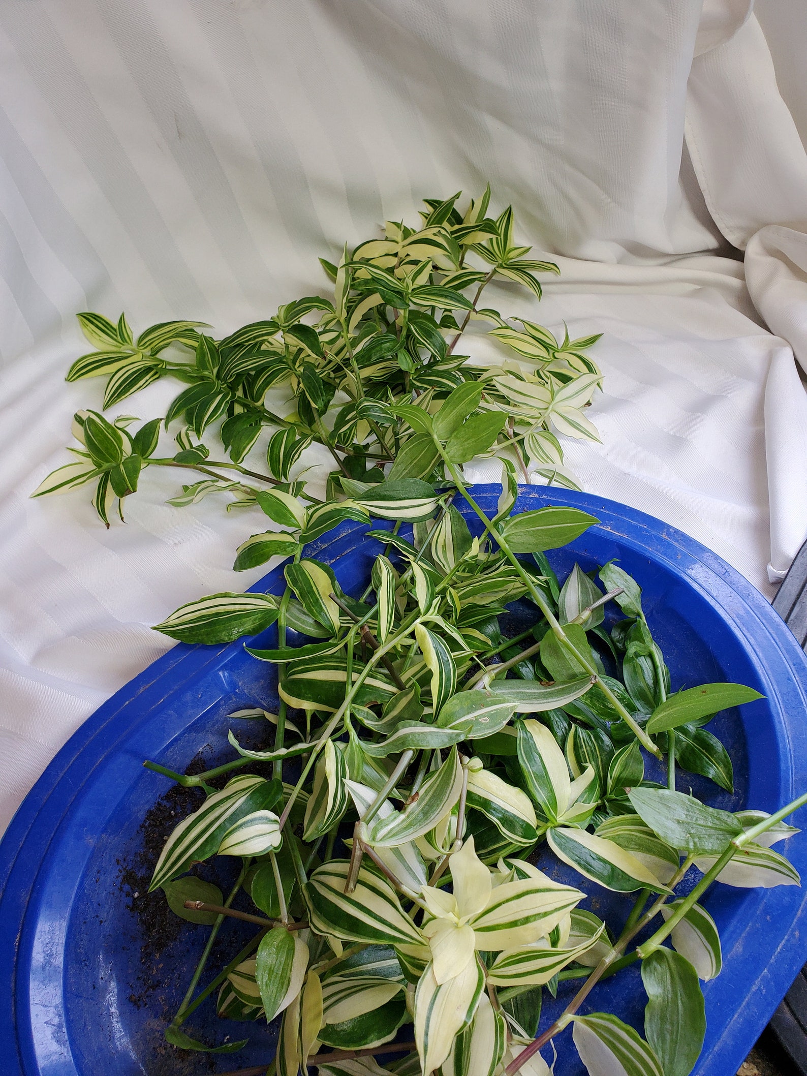 20 Fresh Variegated Inch Plant Cuttings for Propagation Etsy