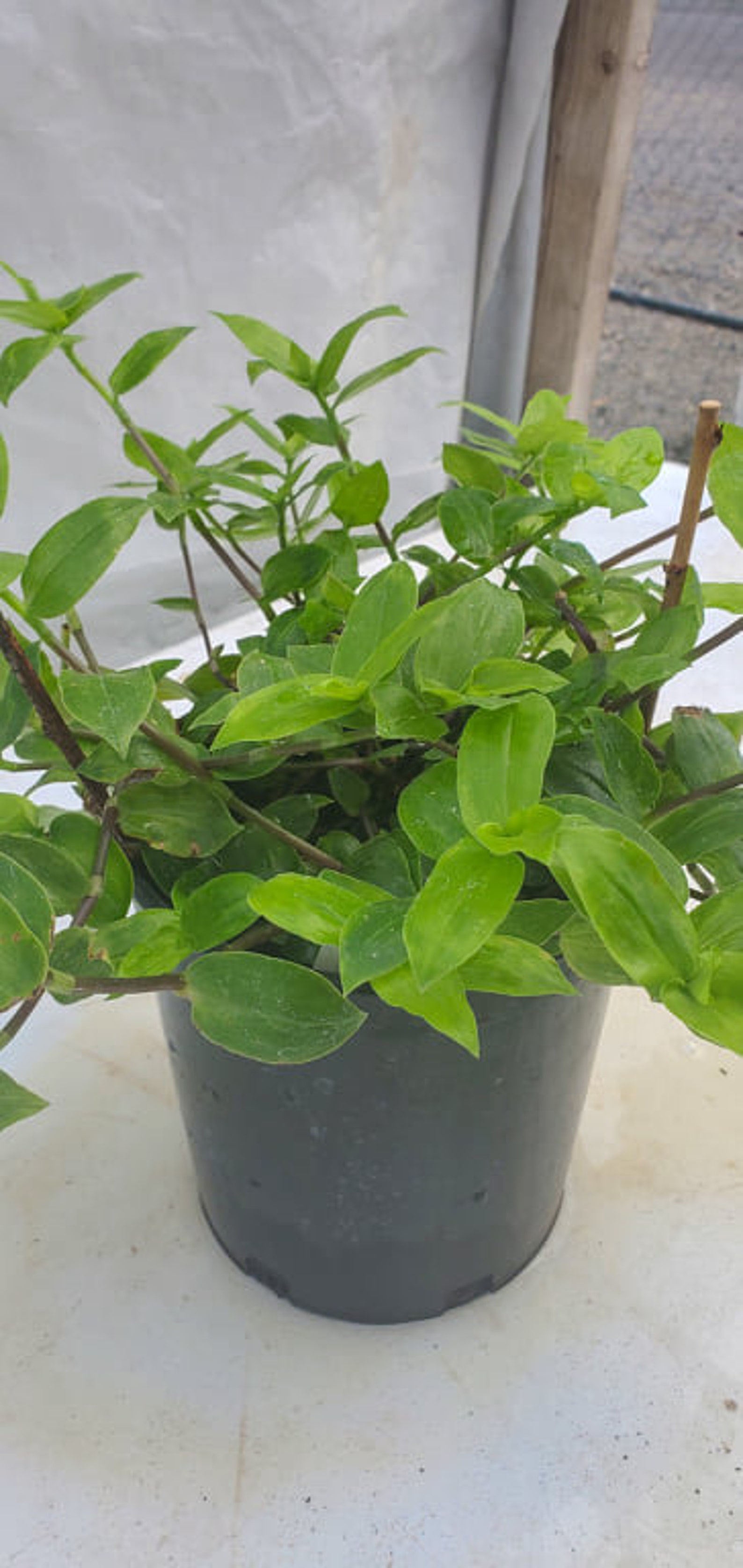 Mature Inch Plant ACTUAL PLANT Etsy