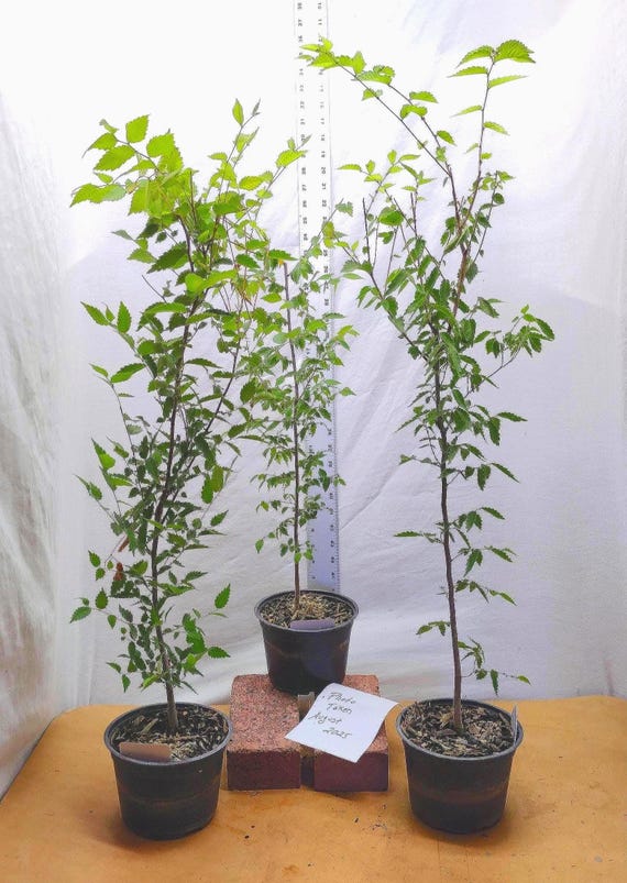 Craft Ears Zelkova (크래프트 이어스 젤코바)