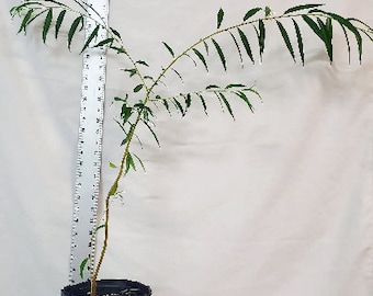 Live Bonsai Ready Salix Babylonica Tree. Weeping Willow. Silver Willow in Gallon Nursery Pot.