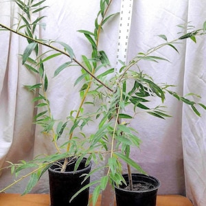 Live Weeping Willow Tree in Nursery Pot. Salix babylonica. Great for Shade. Landscaping / Yard. Silver Willow.