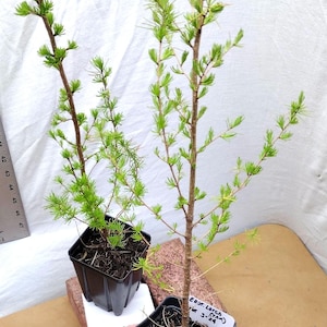 Tamarack Eastern American Larch tree in small nursery pot ready for bonsai or landscape. Larix laricina. Seedling. Sapling.