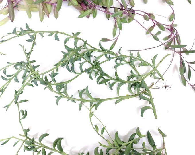 9 Strings of Things Variety Pack for Propagation. 3 of Each Unrooted