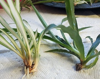 Dueling Spiders Propagation Special. Variegated and Solid Green Spider Plant Unrooted Babies (one of each)- Free Shipping