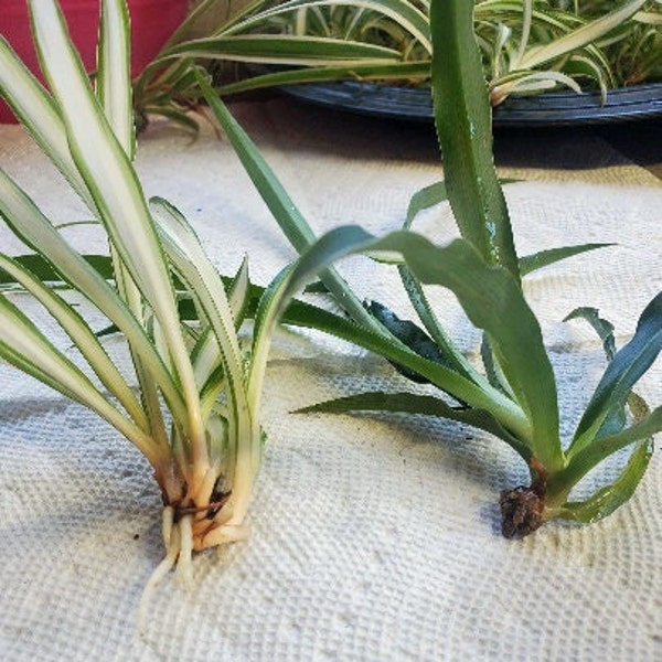 Dueling Spiders Propagation Special. Variegated and Solid Green Spider Plant Unrooted Babies (one of each)- Free Shipping