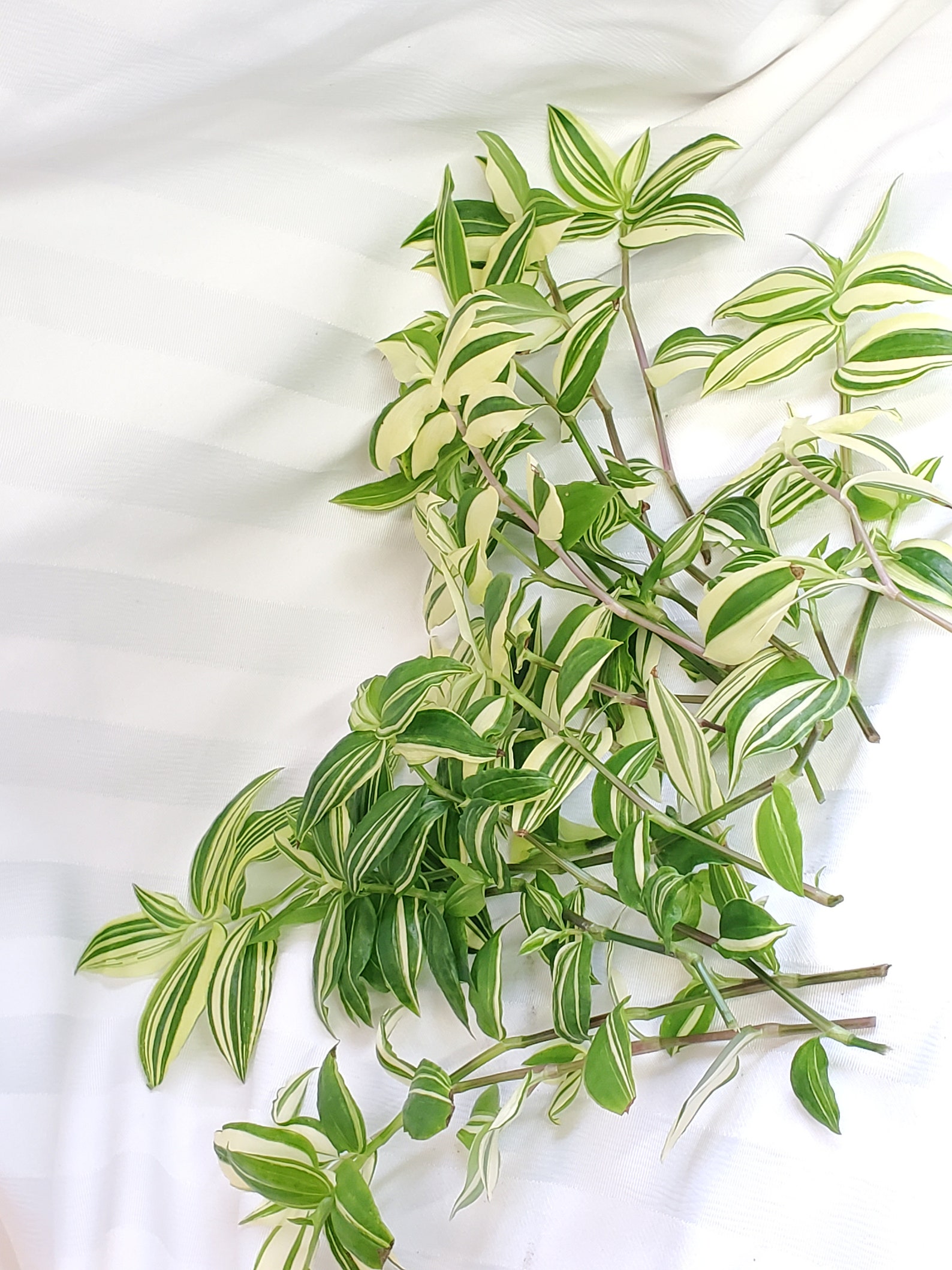 20 Fresh Variegated Inch Plant Cuttings for Propagation Etsy
