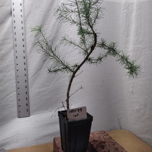ACTUAL TREE PICTURED Western Larch tree in nursery pot Tag #082544-Larix occidentalis. Western Tamarack. Mountain / Montana Larch.
