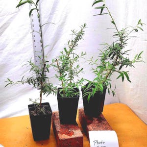 May include: Three small potted plants with green leaves and thin stems. The plants are in black plastic pots, with two pots resting on red bricks. A ruler is placed next to one plant. A white paper with the text "Photo Taken August 2025" is visible.