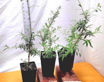 May include: Three small potted plants with green leaves and thin stems. The plants are in black plastic pots, with two pots resting on red bricks. A ruler is placed next to one plant. A white paper with the text "Photo Taken August 2025" is visible.