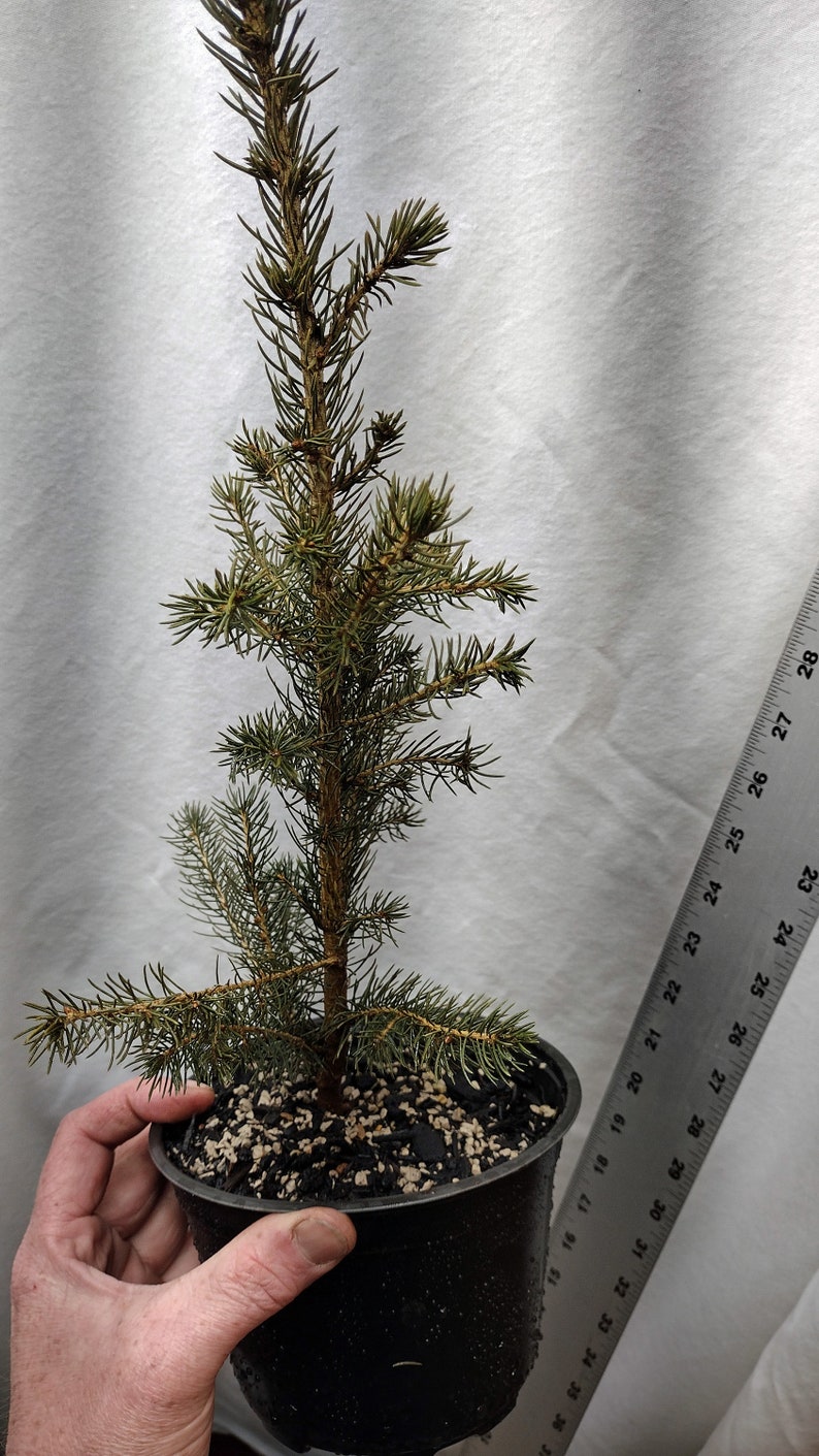 Norway Spruce 2 Year Old Tree in Nursery Pot. Picea Abies. Live Tree ...