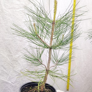 May include: A young pine tree in a black plastic pot. The tree has long, green needles and a slender trunk. A yellow measuring tape is positioned next to the tree. The tree is approximately 24 inches tall.