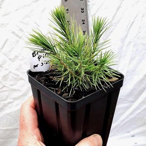 Bristlecone Pine (Pinus aristata) Young tree in nursery pot ready for bonsai or landscape. Natural dwarf. Hickory Pine.