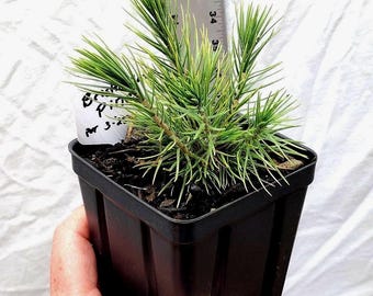 Bristlecone Pine (Pinus aristata) Young tree in nursery pot ready for bonsai or landscape. Natural dwarf. Hickory Pine. Live.