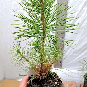 May include: A small pine tree seedling in a black plastic pot. The tree is about 25 inches tall and has green needles. The pot is sitting on a brown surface. The date April 25 is written on a piece of paper next to the pot.