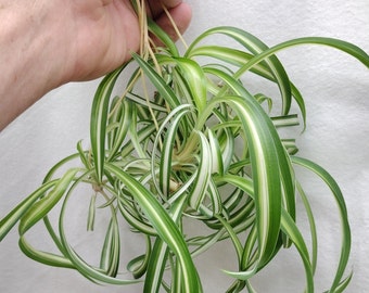 Curly Variegated Baby Spider Plant Pups.  Chlorophytum.  Airplane. Ivy. Ribbon. Dangler. Lily.