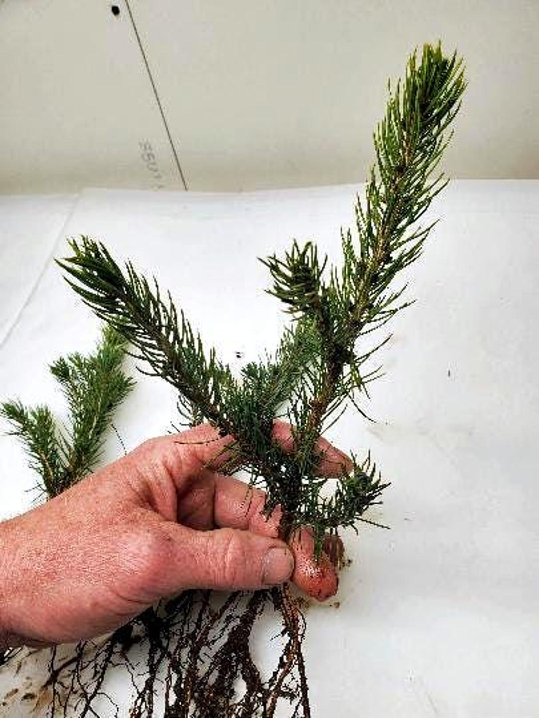 Blue Spruce Roots Colorado Blue Spruce Bare Root 9 Inch Tree. Pre Bonsai or Landscape ...