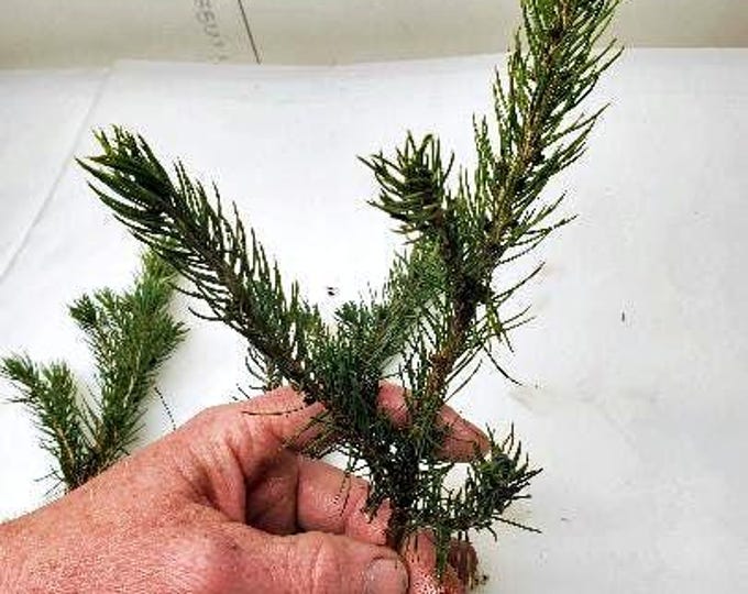 Colorado Blue Spruce Bare Root 9 Inch Tree. Pre Bonsai or Landscape ...
