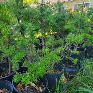 Rocky Mountain Douglas-fir. Pseudotsuga Menziesii. Live in Gallon Nursery Pot Ready for Landscaping, Yard and Christmas Trees. image 3