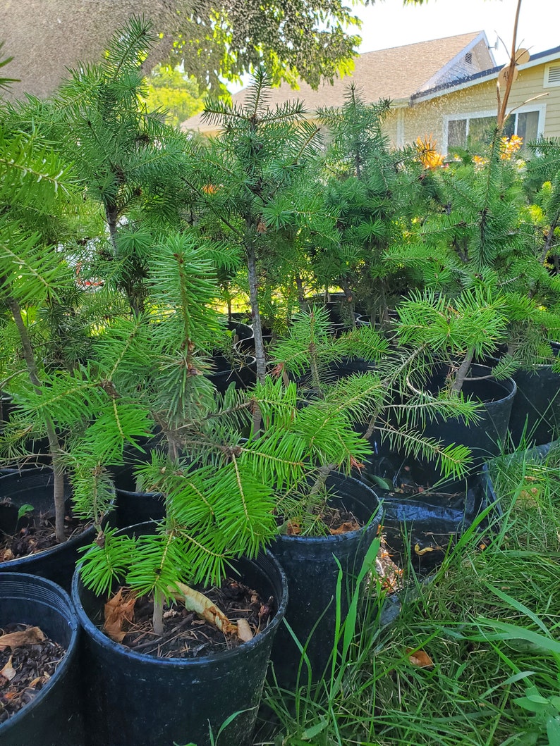 Rocky Mountain Douglas-fir. Pseudotsuga Menziesii. Live in Gallon Nursery Pot Ready for Landscaping, Yard and Christmas Trees. image 3