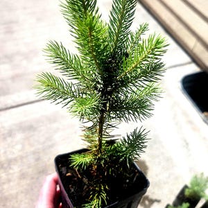 Colorado Blue Spruce tree in a nursery pot. Picea pungens. Great for ornamental landscaping and Christmas trees.