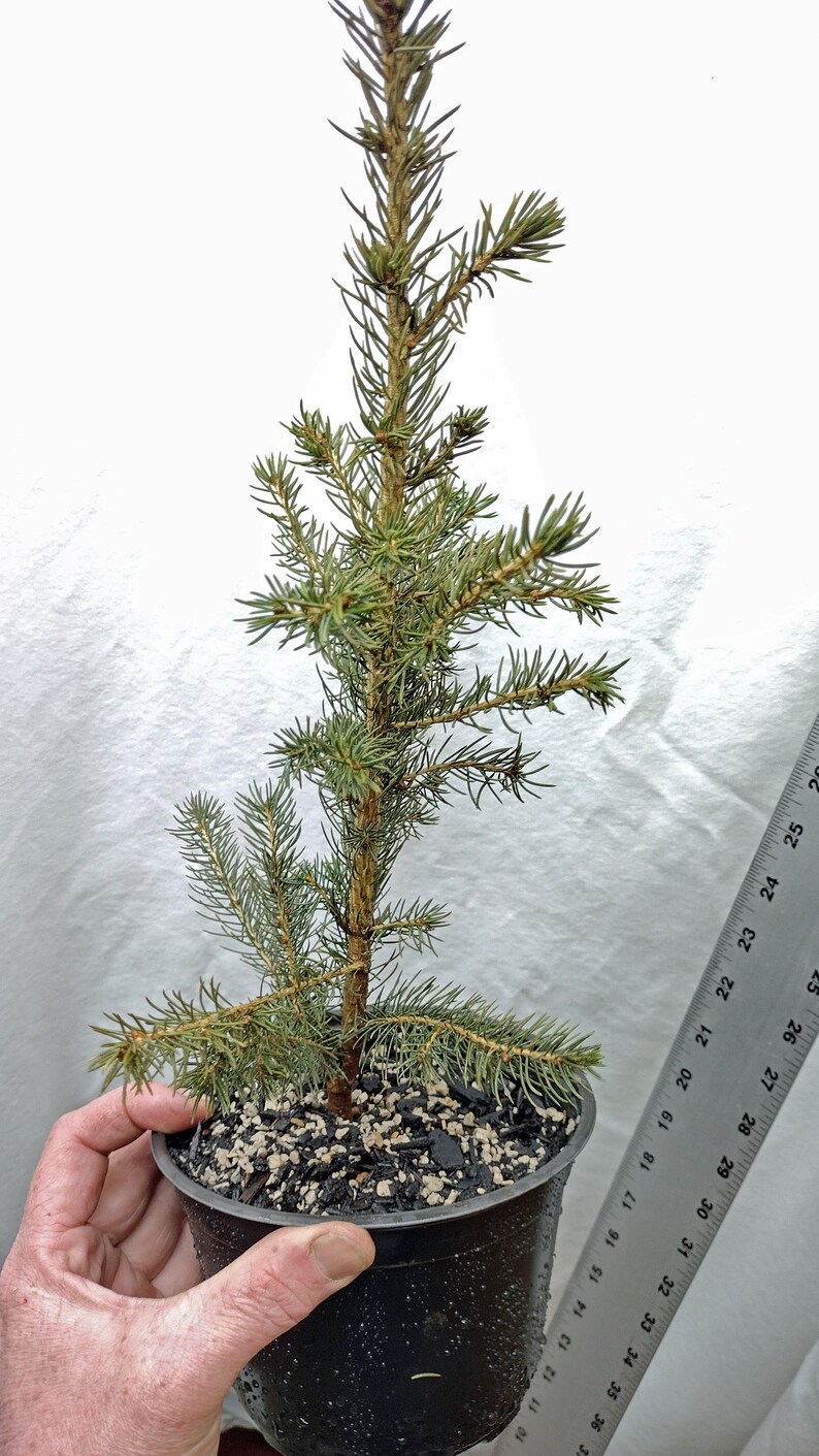 Norway Spruce 2 Year Old Tree in Nursery Pot. Picea Abies. Live Tree ...