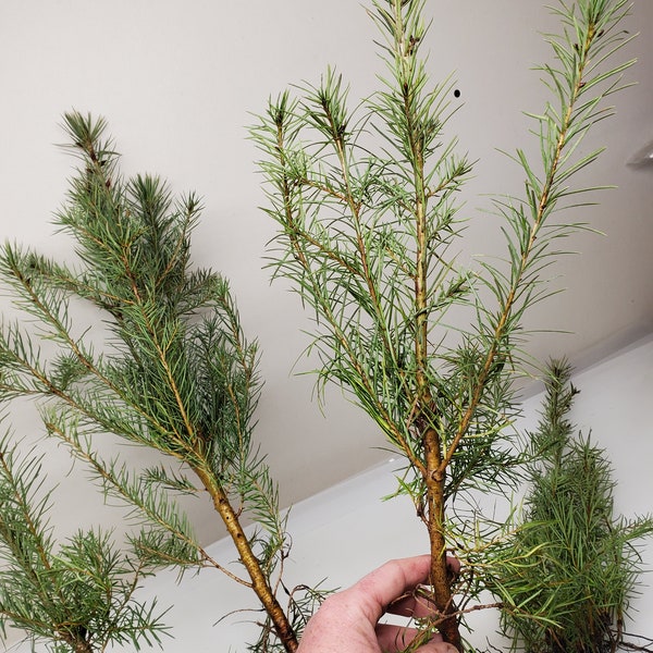 5 pack 18 inch Bare Root Rocky Mountain Douglas-fir Trees. Pseudotsuga Menziesii. Great for Landscaping, Yard and Christmas Trees.