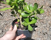 Large Jade Crassula Ovata in Gallon Nursery Pot. Indoor Pre Bonsai Tree Plant