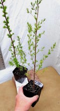 Tamarack Eastern American Larch tree in small nursery pot ready for bonsai or landscape. Larix laricina. Seedling. Sapling.
