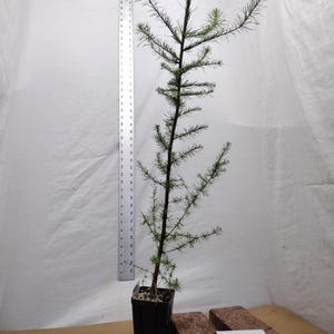 Tamarack pre bonsai tree Larix laricina. Eastern American Larch. ACTUAL TREE PICTURED. Live. Tag #092559