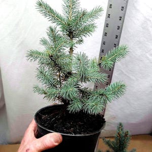 Colorado Blue Spruce  Pre- Bonsai or Landscape Tree in a medium Pot. Picea Pungens.