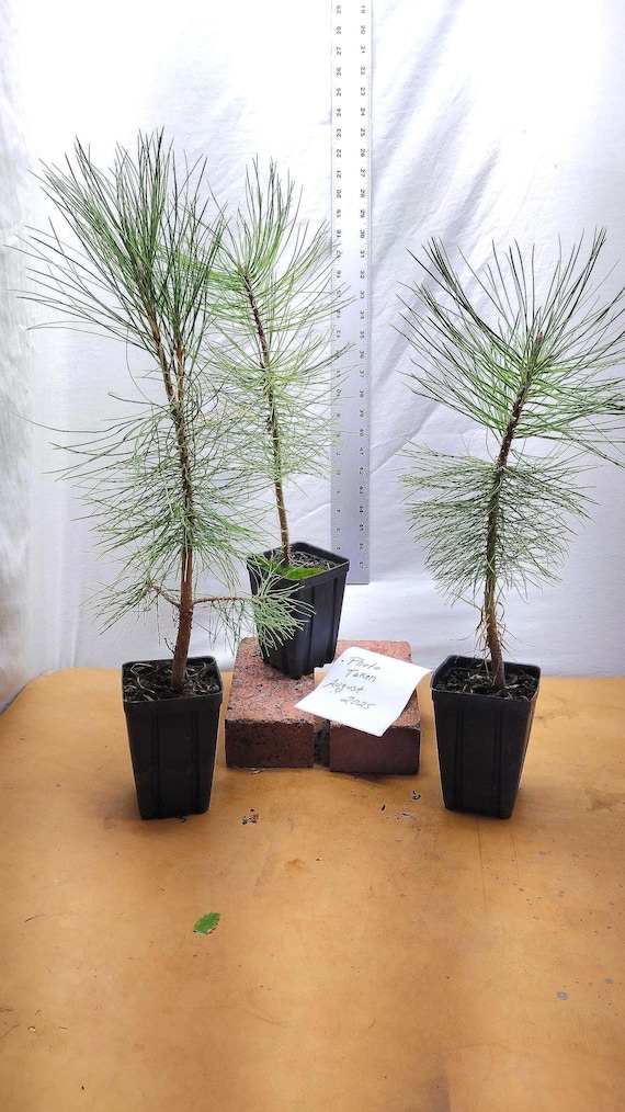 Native Pre Bonsai Ponderosa Tree. Live 2 Year Old Tree in Nursery Pot.  Western Yellow. Pinus Ponderosa. - Etsy