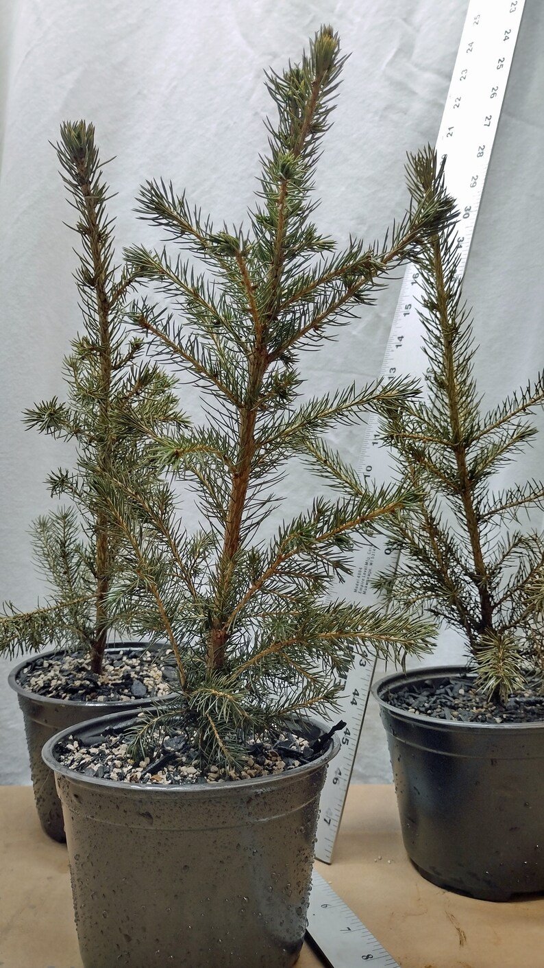 Norway Spruce 2 Year Old Tree in Nursery Pot. Picea Abies. Live Tree ...