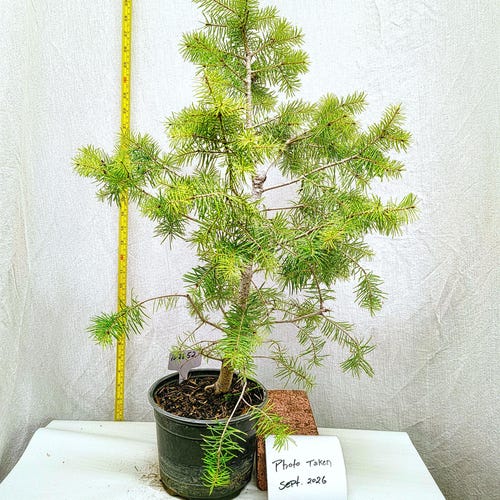 Este es el árbol de Navidad exacto: Abeto Douglas de las Montañas Rocosas (Pseudotsuga menziesii), conífera perenne. Etiqueta n.° 102652