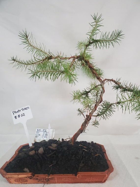 Fir Bonsai. 5 Year Old Rocky Mountain Douglas Fir in a 3d Etsy