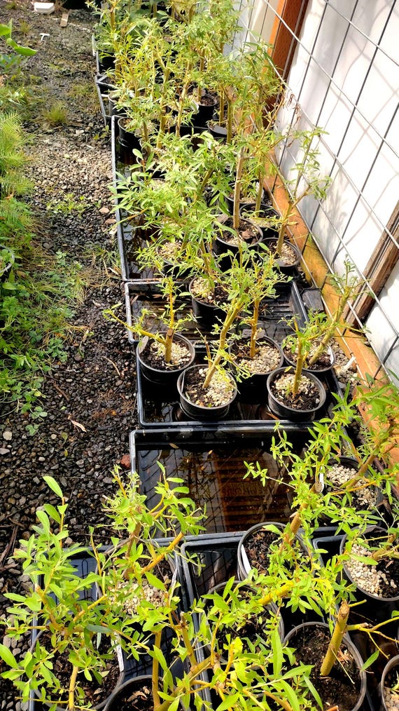 Live Bonsai Ready Salix Babylonica Tree. Weeping Willow. Silver Willow in  Nursery Pot. - Etsy