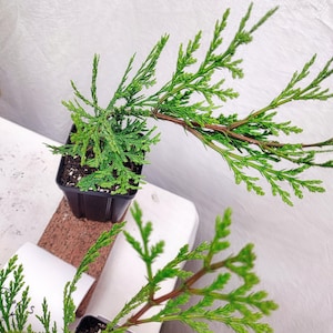 May include: Close-up of small potted evergreen plants with vibrant green foliage. The plants are in black square pots, set against a white background. The branches extend outwards, showcasing the plant's texture and form. Ideal for home decor or gardening.