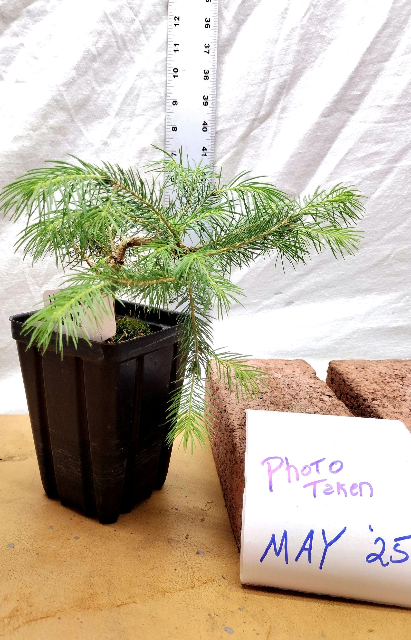 Mini Blue Spruce Bonsai Tree Tag #112427- Wired Previously for